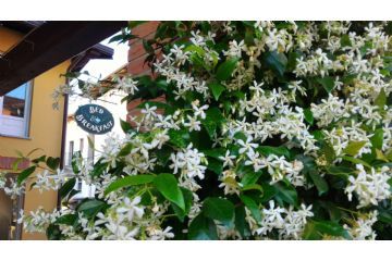 Immagine decorativa
